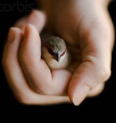 sparrow hand